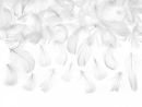 Immagine di Piume Decorative Bianche in confezione da 3 grammi