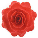 Immagine di Rosa Gigante in Ostia 12,5 cm colore Rosso