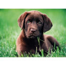 Puzzle 500 High Quality Collection Chocolate Puppy