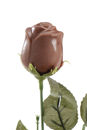 Rosa di Cioccolato 20 grammi
