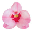10 Orchidee in Cialda Rosa da 8,5 e 7,5 cm