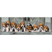Puzzle 1000 High Quality Panorama Beagles