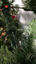 Immagine di Albero di Natale Stella Alpina da 180 a 270 cm
