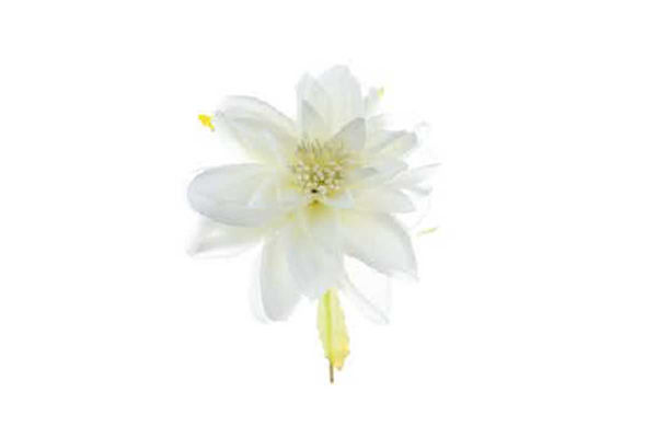 6 dalie decorative medie da 9 cm