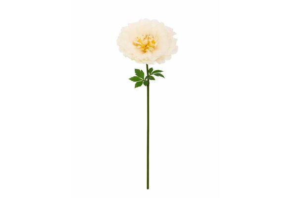 Peonia Big decorativa colore panna
