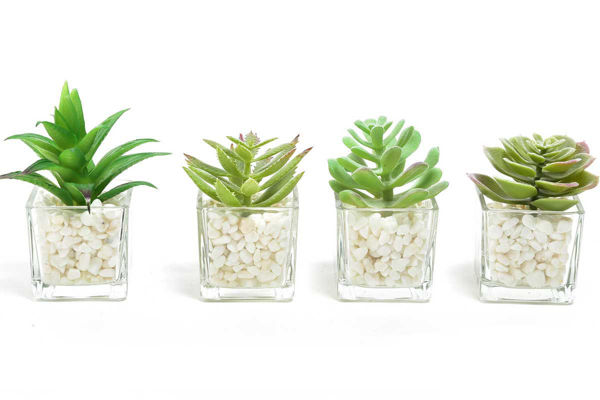  Pianta grassa vaso vetro 9x6x6 cm