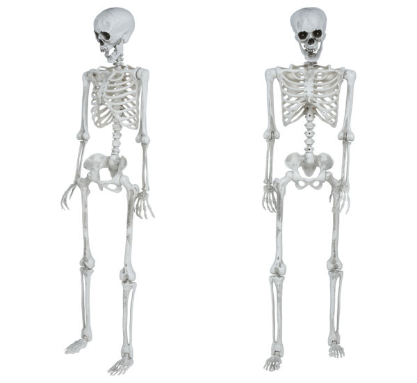 Immagine di Scheletro Articolato, 145 Cm