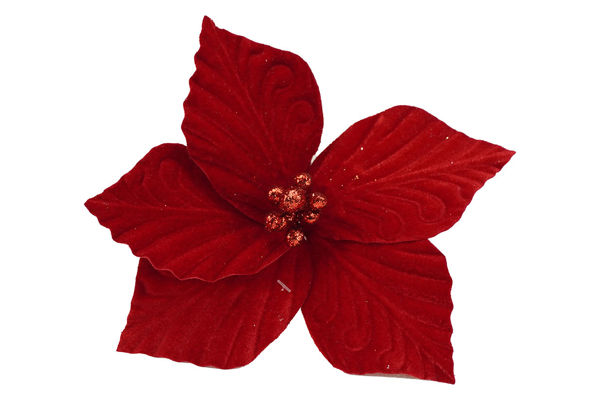 Immagine di Fiore natalizio rosso a 5 petali